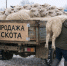 Осторожно: незаконная продажа скота. - Красноармейский район